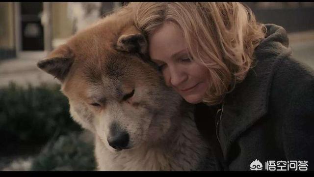 秋田犬八公:秋田犬八公的主人怎么画 是秋田犬八公忠诚还是拉布拉多二货忠诚？