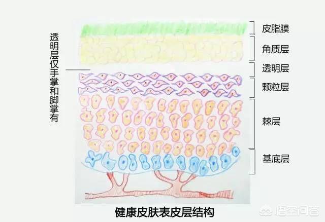 真皮层分为哪几层作用,皮肤分为哪几层，都有哪些作用？