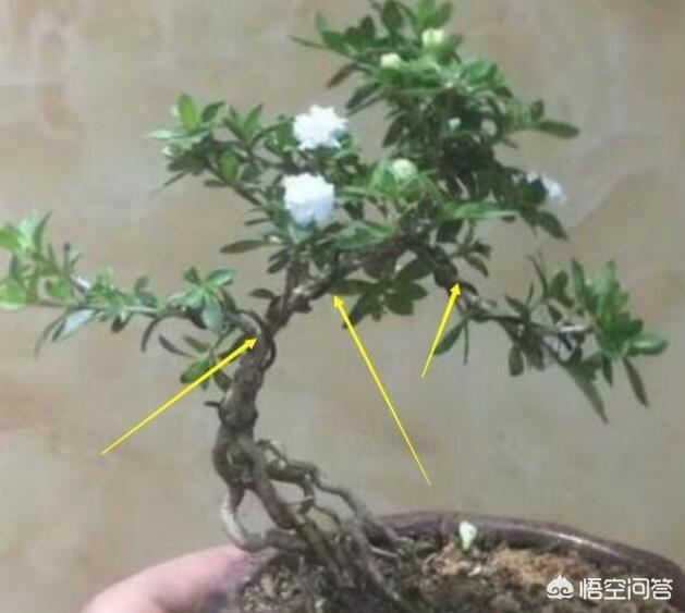 盆景六月雪怎么养护:六月雪如何制作微型盆景？