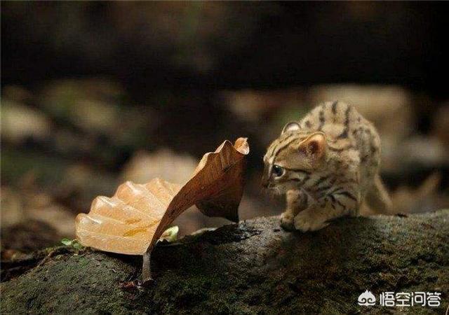 美洲长尾虎猫 价格:除了人类以外，基本没有天敌的动物是什么？