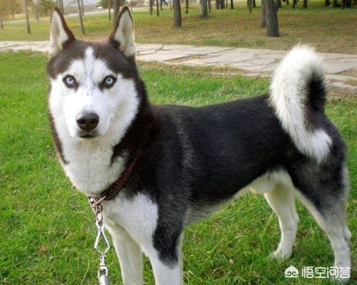 哈士奇标准:哈士奇的标准体重和肩高是多少？
