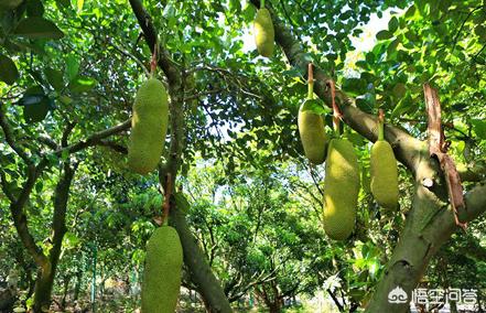 菠萝蜜怎么种植方法,怎样打理菠萝蜜才会结果？