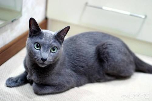 包子脸猫图片:英短蓝猫没长出包子脸，该怎么办？