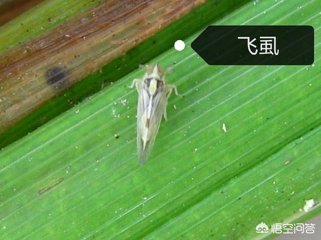 灭虫灵粉灭虱子怎么用:怎么对付飞虱、粉虱、木虱、椿象、蚜虫类害虫？