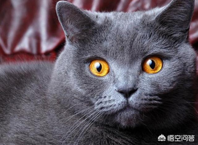母猫绝育后大小便去猫砂盆吗:用猫砂盆以后，猫后脚总踩屎，该如何纠正？