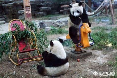 最新猛犬打架视频:什么猛犬可以打败高加索犬？为什么？