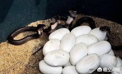 为什么挖到蛇要停工，在农村的户外捡到很多的蛇蛋，蛇蛋有没有毒呢可不可以吃呢