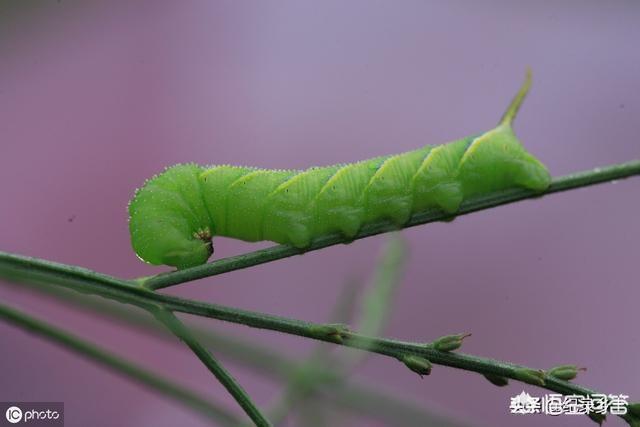 我小时候在农村吃过"扁担钩",大家在农村小时候吃过什么奇葩的食物?