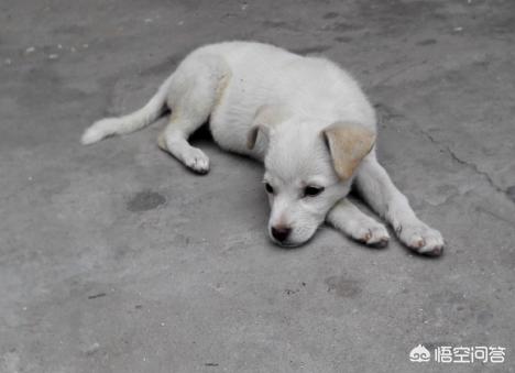 在农村,为何有人会高价收购十年以上的老土狗？收购的老狗用来干吗？