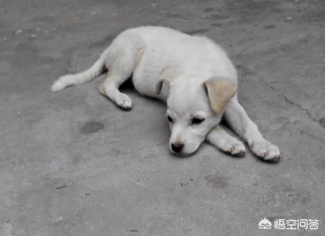 奇谈异事辑录，在农村，为何有人会高价收购十年以上的老土狗收购的老狗用来干吗