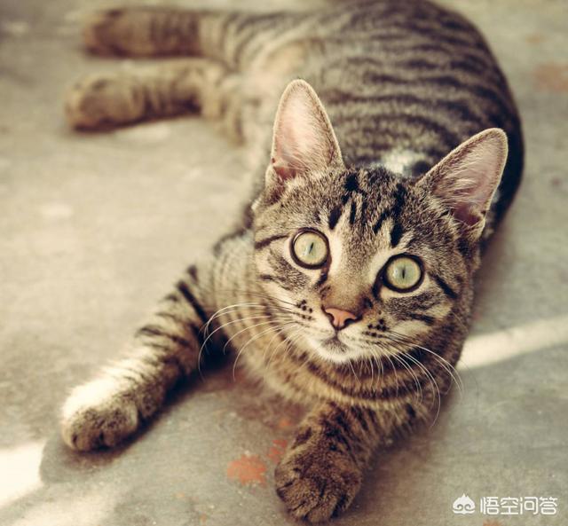 加菲猫和美短哪个好养:什么品种的猫不易生病又好养？