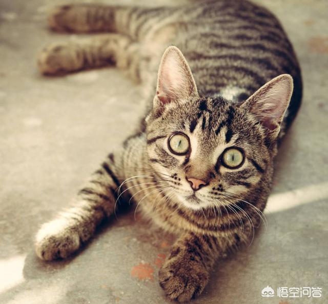 宠物猫种类大全:养品种猫和一般宠物猫区别是什么？