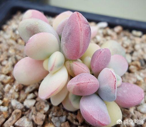 熊童子叶片能叶插吗:多肉乒乓福娘只长根不发芽是怎么回事？