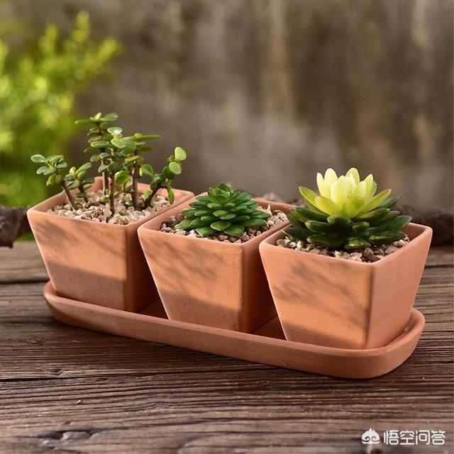 多肉大和锦根能长多粗:种植多肉需要多大尺寸的花盆呢？