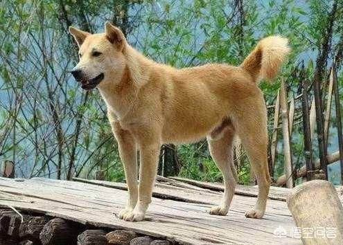 石家庄警犬图片:最不适合做警犬的四种狗，二哈上榜情理之中，但土狗为何也上榜？