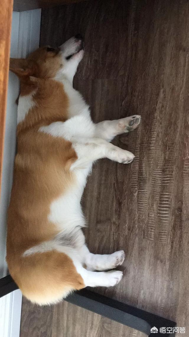 猫怕黄瓜小视频:猫在什么情况下才会咬人？