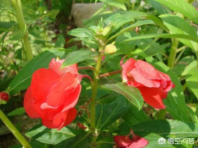 蛇灭门种子多少钱一斤:为什么农村里，七叶一枝花明明不可以防蛇，还有人说可以？