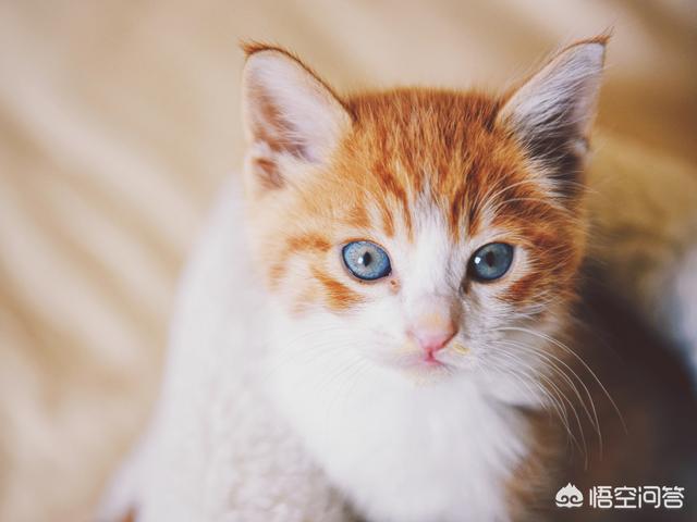 宠物安全隐患:为什么家里的猫不能像狗一样当宠物来养？