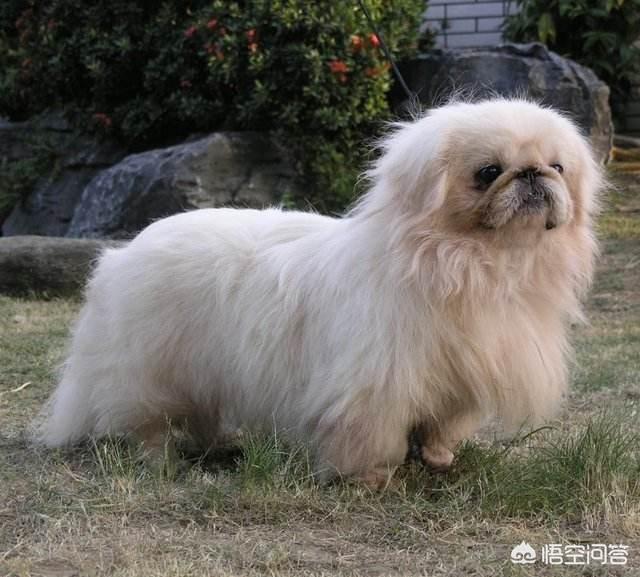 中国明犬:我国战斗力最强的狗是哪种狗？