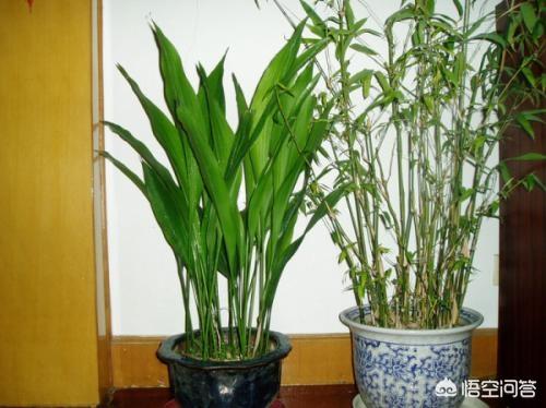 一叶兰百度百科:一叶兰长多高才算是最高？