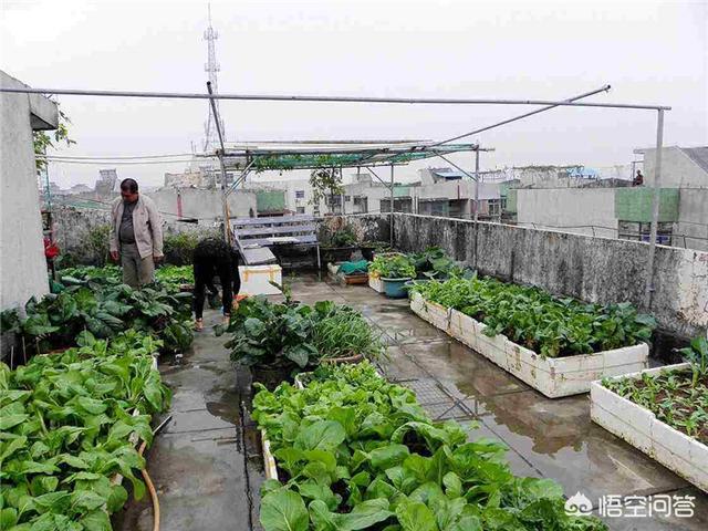 屋顶造空中秧田:在屋顶花园适合种植什么样的植物？