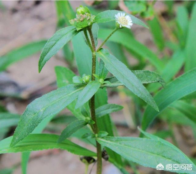 头条问答 - 汉蓬草长什么样,有什么作用?(1个回答)