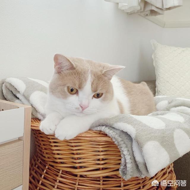 鸡球虫会传染给人吗:为什么有些猫会感染球虫？如果猫感染了球虫，应该如何给猫治疗？