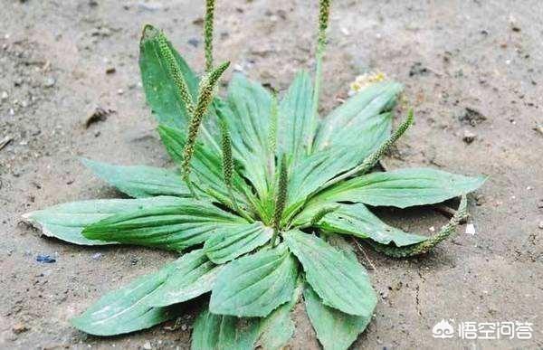 车前草壮阳，农村路旁常见的车前草，竟然成了宝贝，它究竟有什么作用