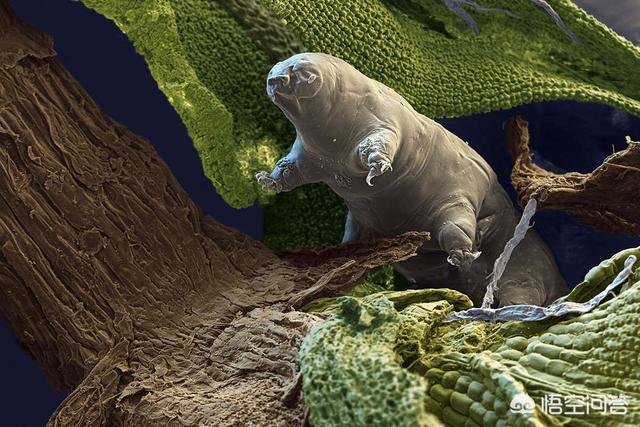 水熊虫寿命是多少年:水熊虫是世界上生命力最顽强的生物吗？