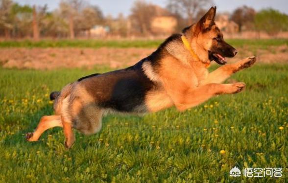 德牧幼犬多少钱一只:东德牧羊犬的价格多少钱？该怎么挑选幼犬？