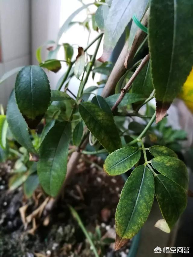 头条问答 - 木香花叶子干尖了,怎么处理?(2个回答)