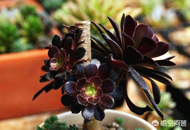 翡翠景天多肉:扣芯下来的法师多肉还能种植吗？