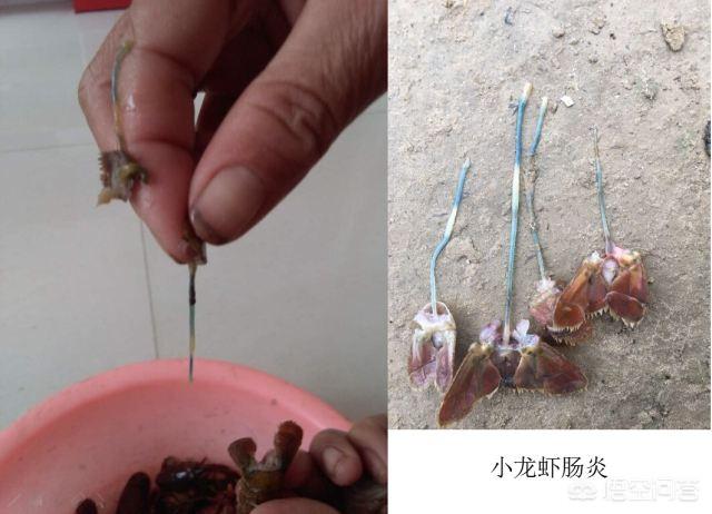 雪球虾死亡:虾池隔三差五死虾是什么原因？