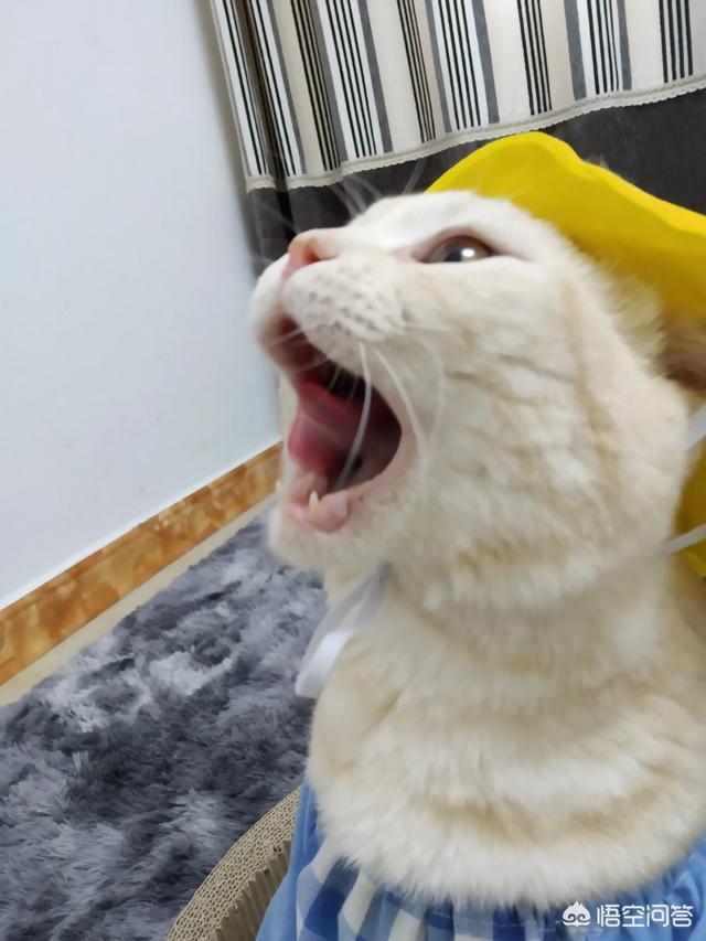 猫舍和宠物店区别:宠物店和猫咖的区别 宠物店买小猫要注意哪些雷区？