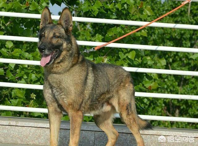 昆明狼犬图片大全:我国智商最高的狼犬是哪一种？为什么？ 法国狼犬图片大全