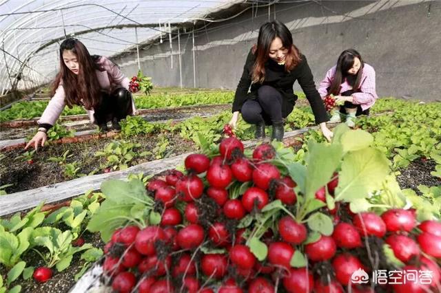 樱桃番茄种植技术视频:樱桃萝卜的种植方法有哪些？