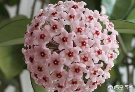 球兰花有毒:适合室内养，又能四季开花的植物有哪些？