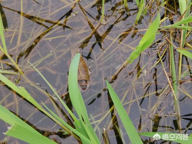 雪球虾死亡:目前我家虾塘虾死得很厉害，用什么药医治效果最好？