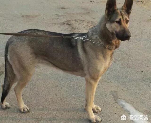 纽波利顿獒犬打架:世上哪些狗可以打得过纽波利顿犬？为什么？ 纽波利顿獒犬打架视频