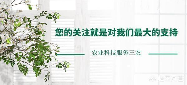 今日芒种，有啥习俗，吃点啥好，如何养生？