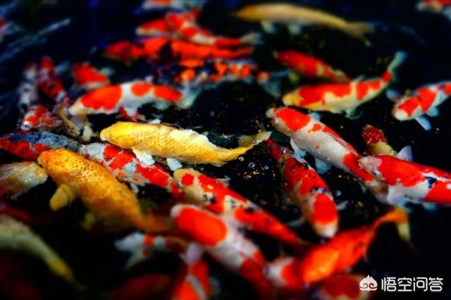 宠物鱼的种类图片:6个月的宝宝吃什么鱼好？