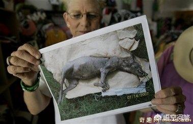 森林王蛇:现在的地球上是否存在着多数人类从未接触过的神秘生物？