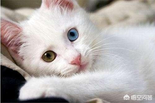 异瞳波斯猫多少钱:异瞳波斯猫多少钱? 请问鸳鸯眼纯白长毛狮子猫多少钱一只？哪里有卖的？