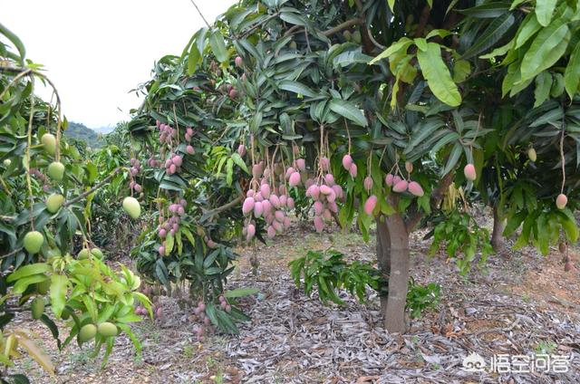 芒果已经大量上市了最近价格贵不贵？