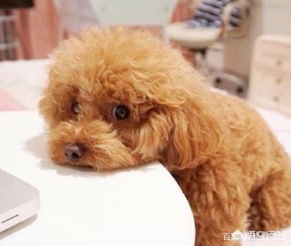 自学的泰迪美容教程:泰迪美容造型教程 如何正确的给泰迪犬剪毛？