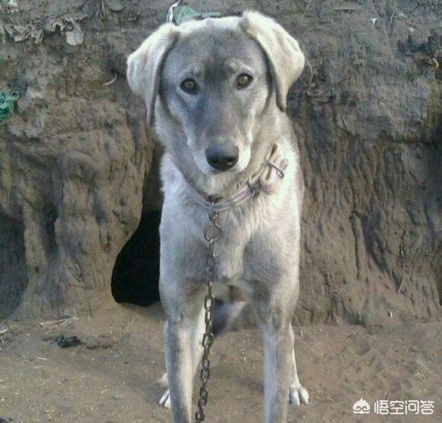 蒙古细狗比赛视频大全:我国还有纯种的蒙古细犬吗？为什么？