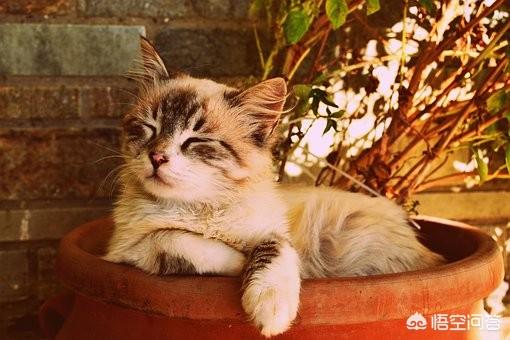 猫咪放屁拉稀带血:猫咪拉稀水放屁怎么办呢？