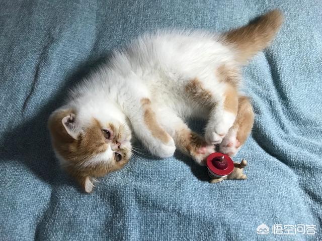 可爱的小猫咪动态:小猫咪会和主人一起看电视吗？