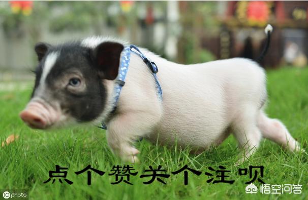 沧州宠物小香猪多少钱一只:在家里养一只小香猪，要注意什么事项？