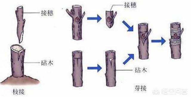 注能红宝石,嫁接泰国红宝石用什么砧木？